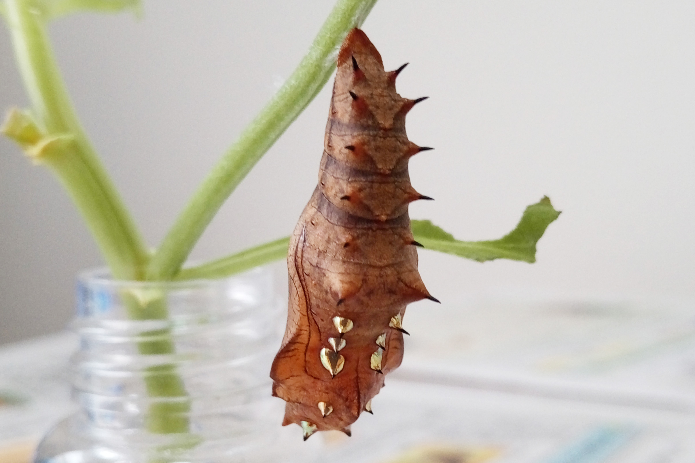 さなぎになったところ