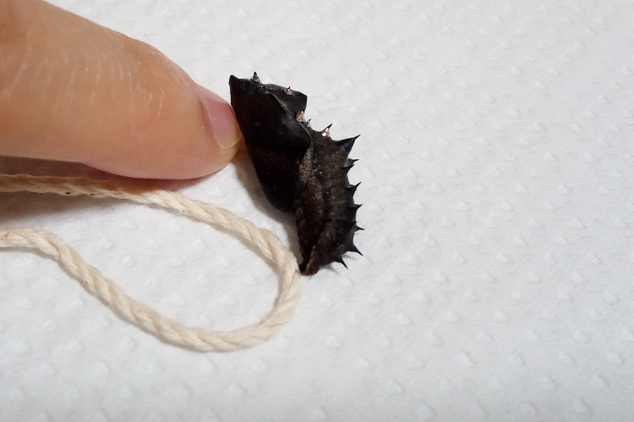 お尻にボンドをつける