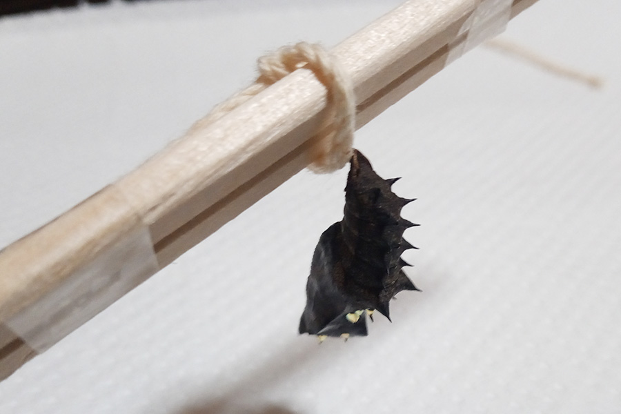 固まったら引き上げます