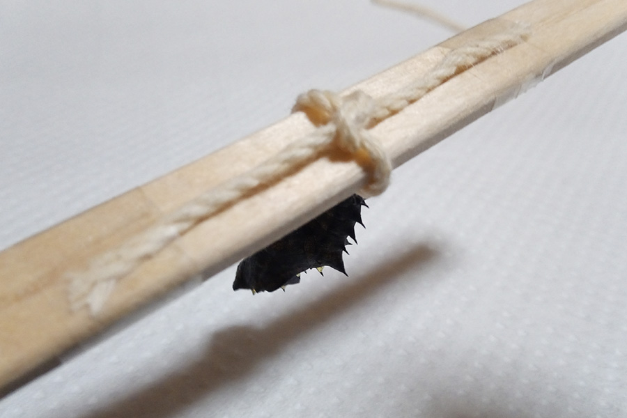 テープで留める