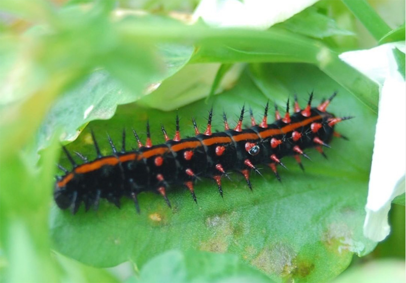 初めての出会い