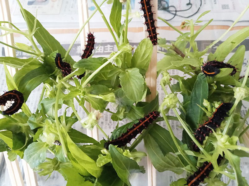 モリモリ食べている