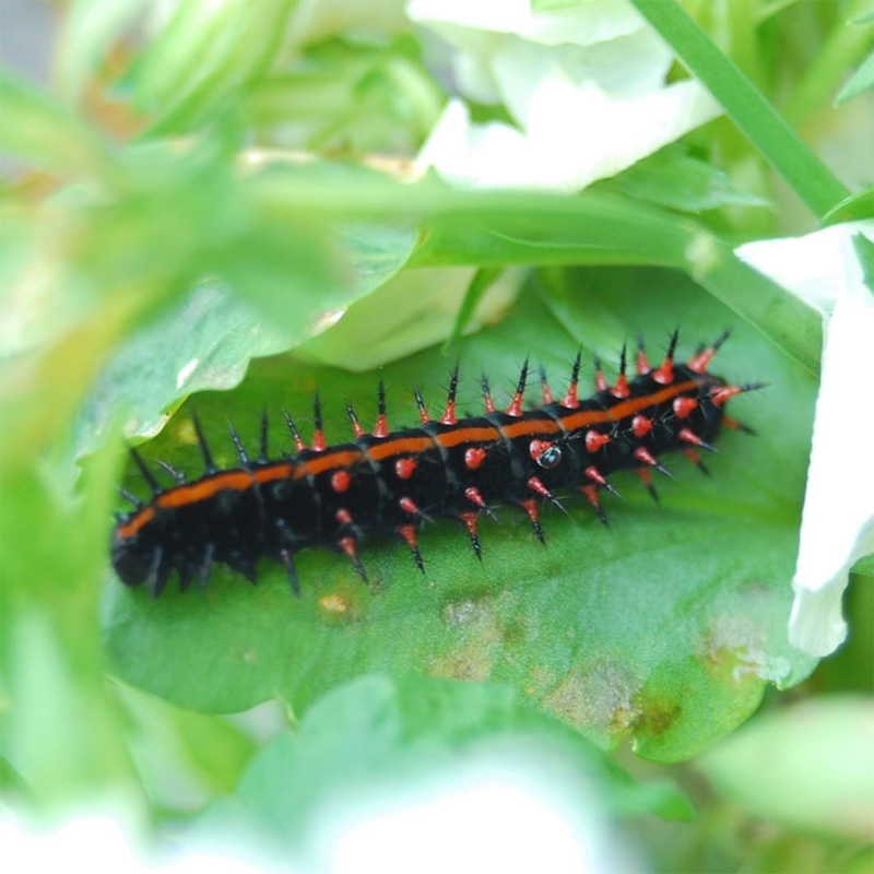 ツマグロヒョウモンの幼虫