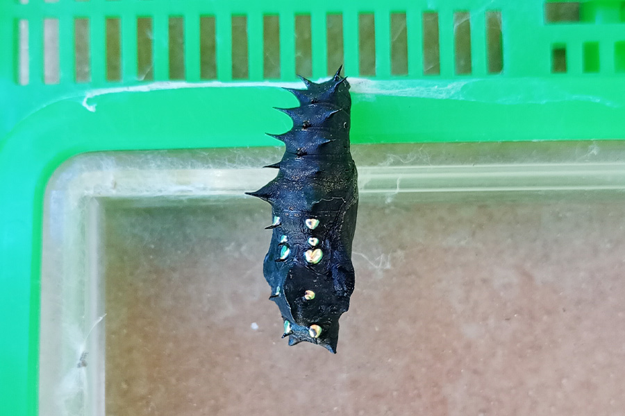 サナギになった幼虫