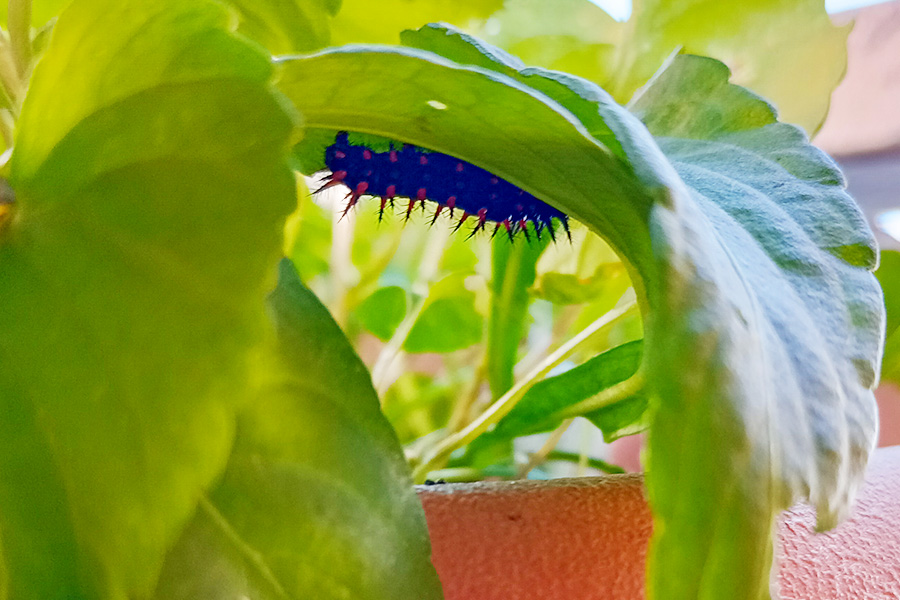 冬越ししている幼虫