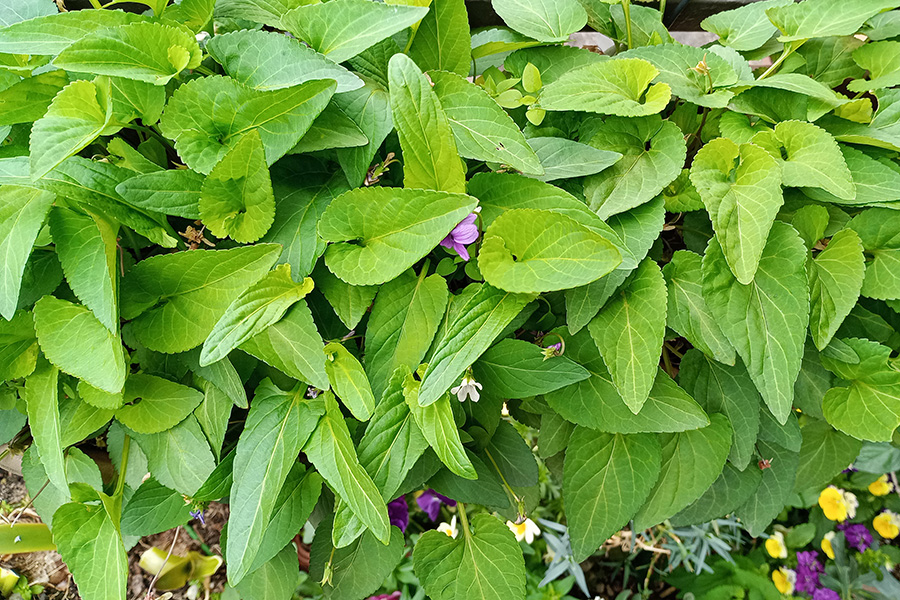 スミレの葉っぱがたくさん