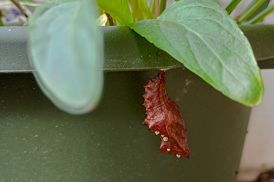 植木鉢の下でサナギになったツマグロヒョウモン