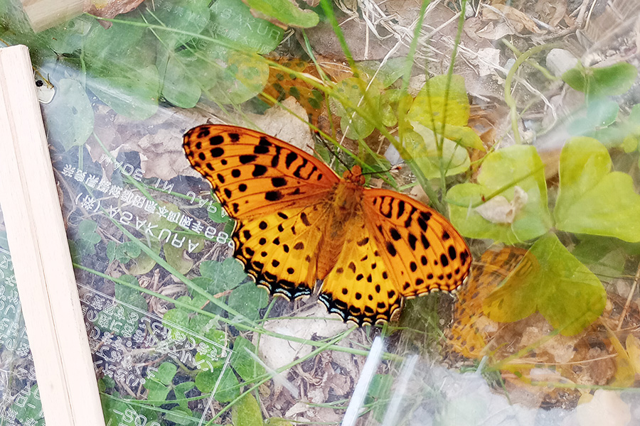 飛び立つ前のオスのツマグロヒョウモン