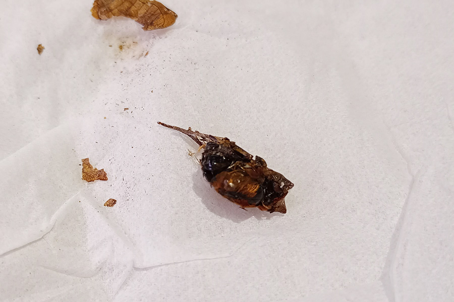 食べられたサナギ