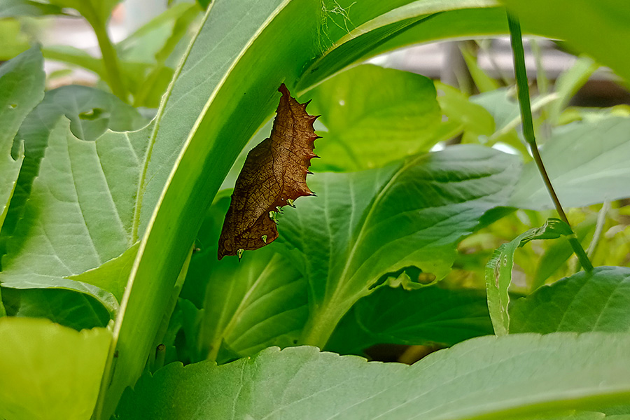 葉っぱの中でサナギになった