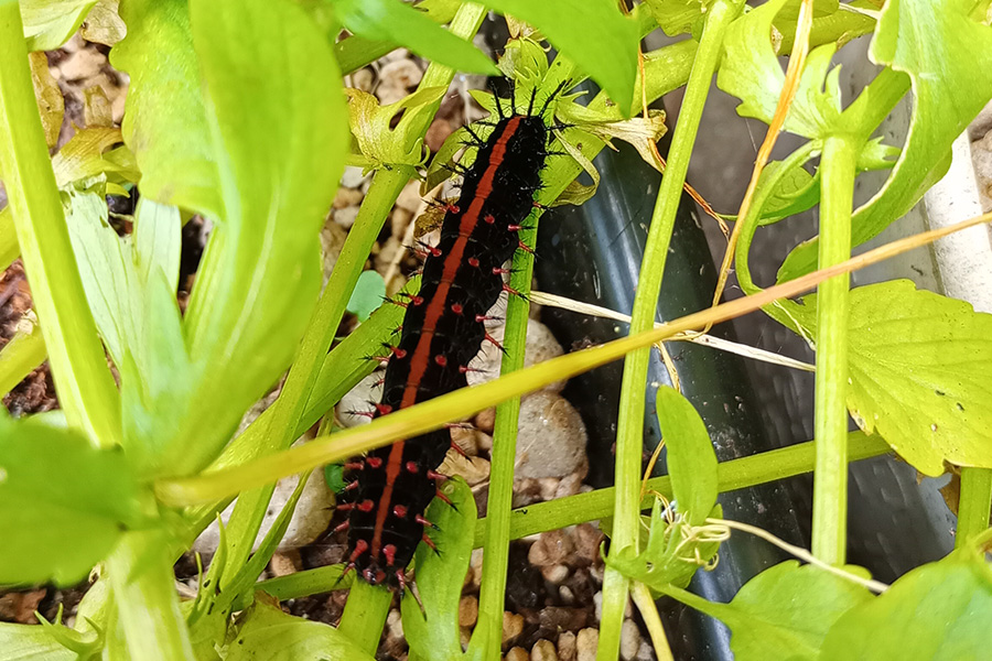 スミレの中にいたツマグロヒョウモンの幼虫