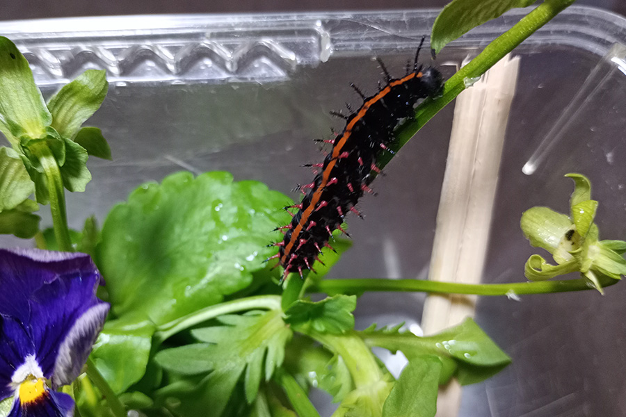 ケースに入れたツマグロヒョウモンの幼虫