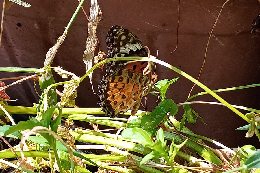 帰ってきたツマグロヒョウモンの蝶々