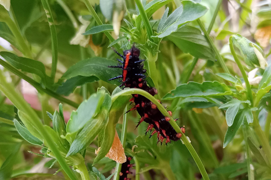 大きくなってきたツマグロヒョウモンの幼虫