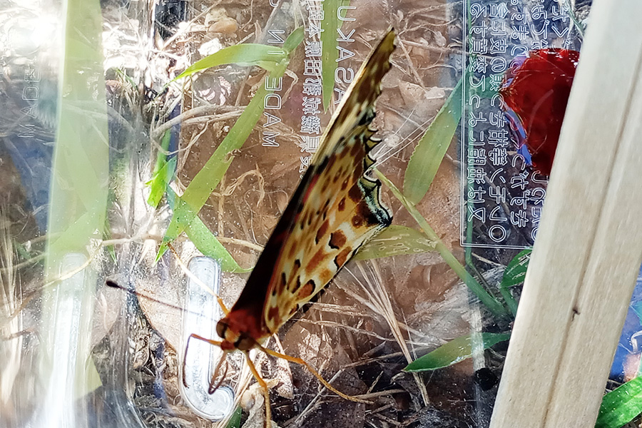 巣立つ前のツマグロヒョウモンの成虫