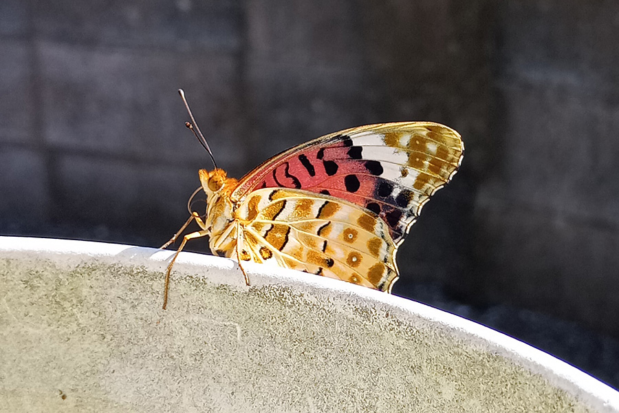 休憩するツマグロヒョウモンの成虫