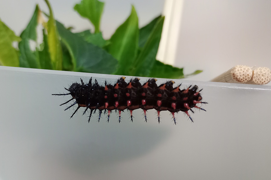 拾ったツマグロヒョウモンの幼虫