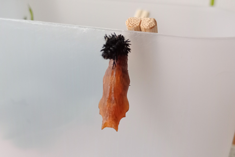 サナギになったツマグロヒョウモン