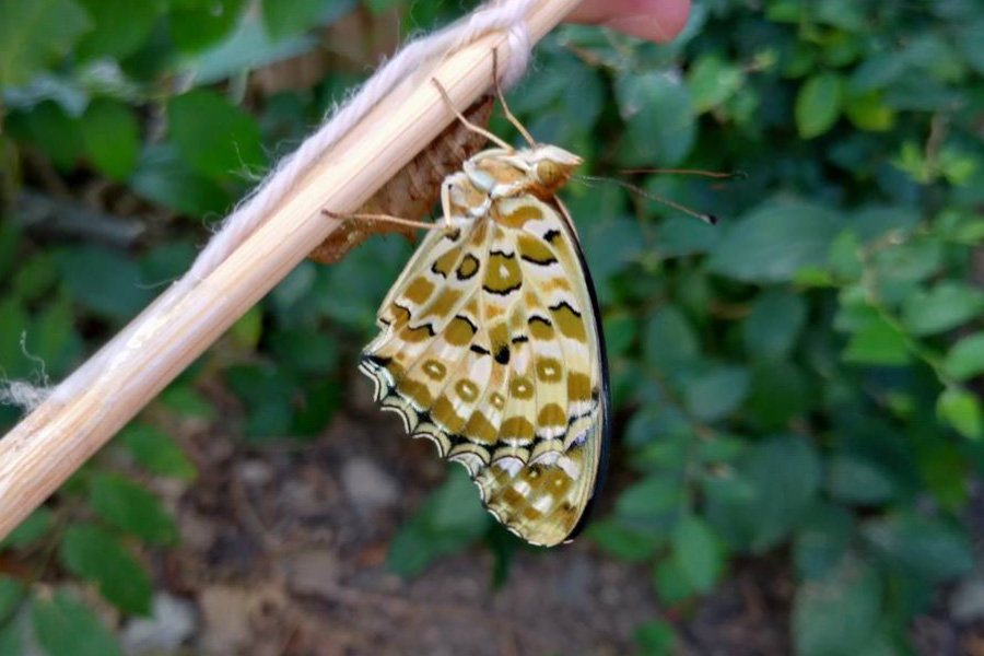 生まれたツマグロヒョウモンの成虫