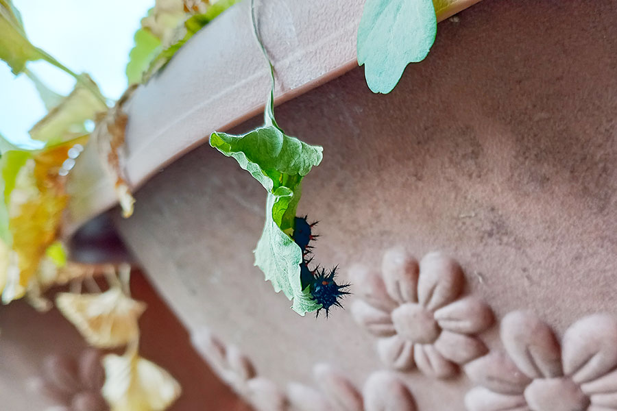 葉っぱから落ちそうなツマグロヒョウモンの幼虫