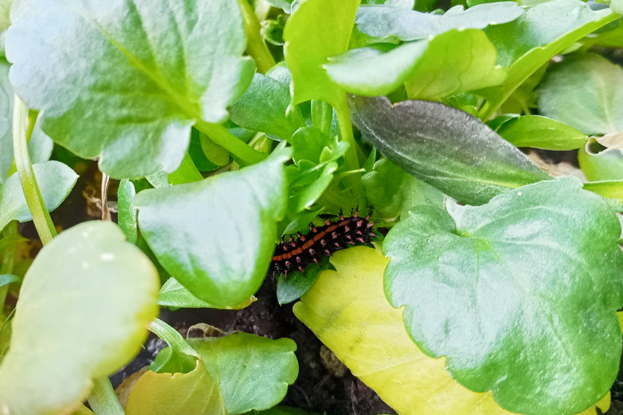 じっとしているツマグロヒョウモンの幼虫