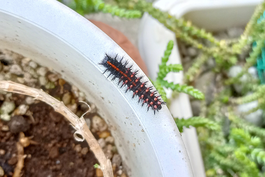 日向ぼっこをするツマグロヒョウモンの幼虫