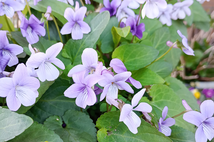 花が咲いたスミレ