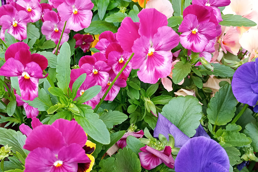 花が咲いたスミレ