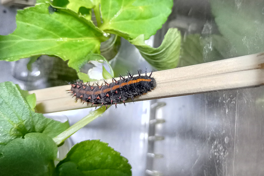 割り箸に乗っているツマグロヒョウモンの幼虫