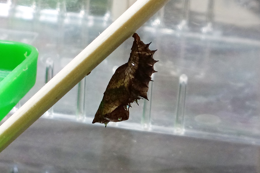 順調に育つサナギ
